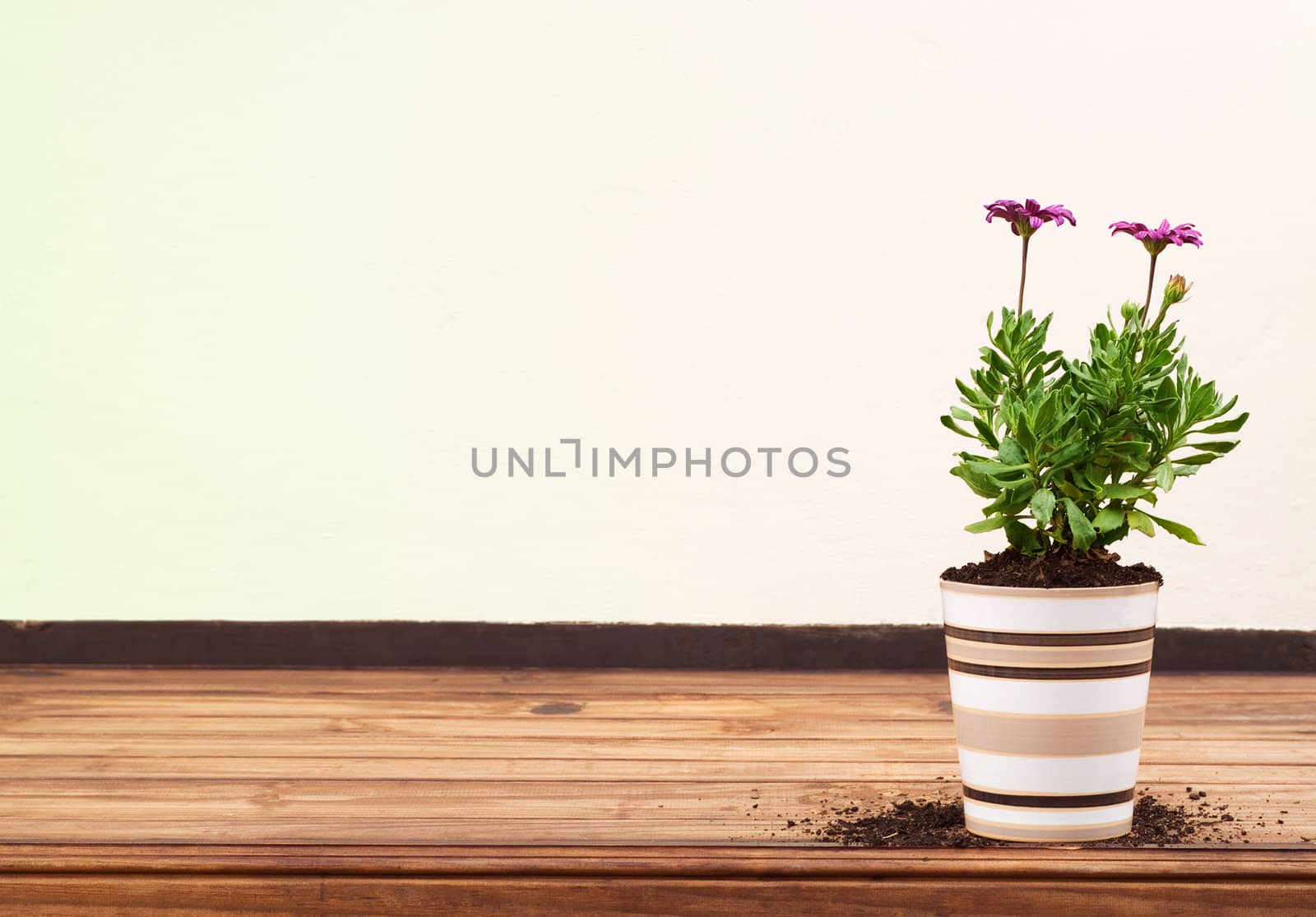 Beautiful Purple Flower in Striped Ceramic Pot Standing Alone on Wooden Table