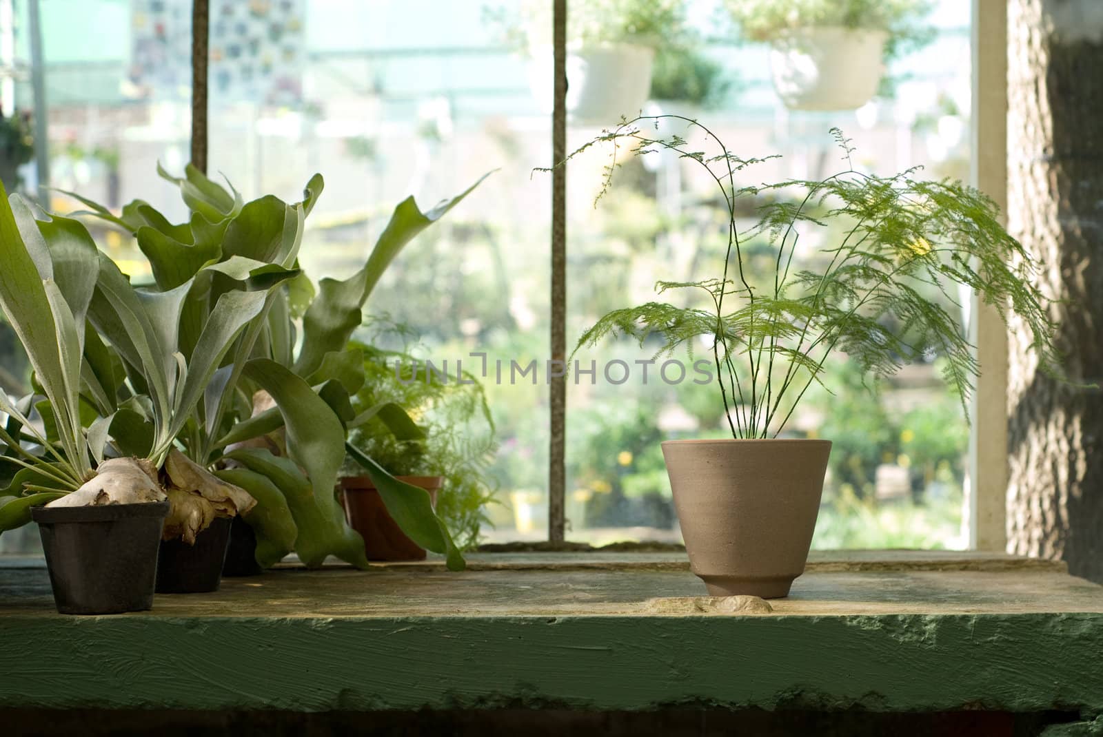 Potted Plants on Table in Greenhouse by alistaircotton