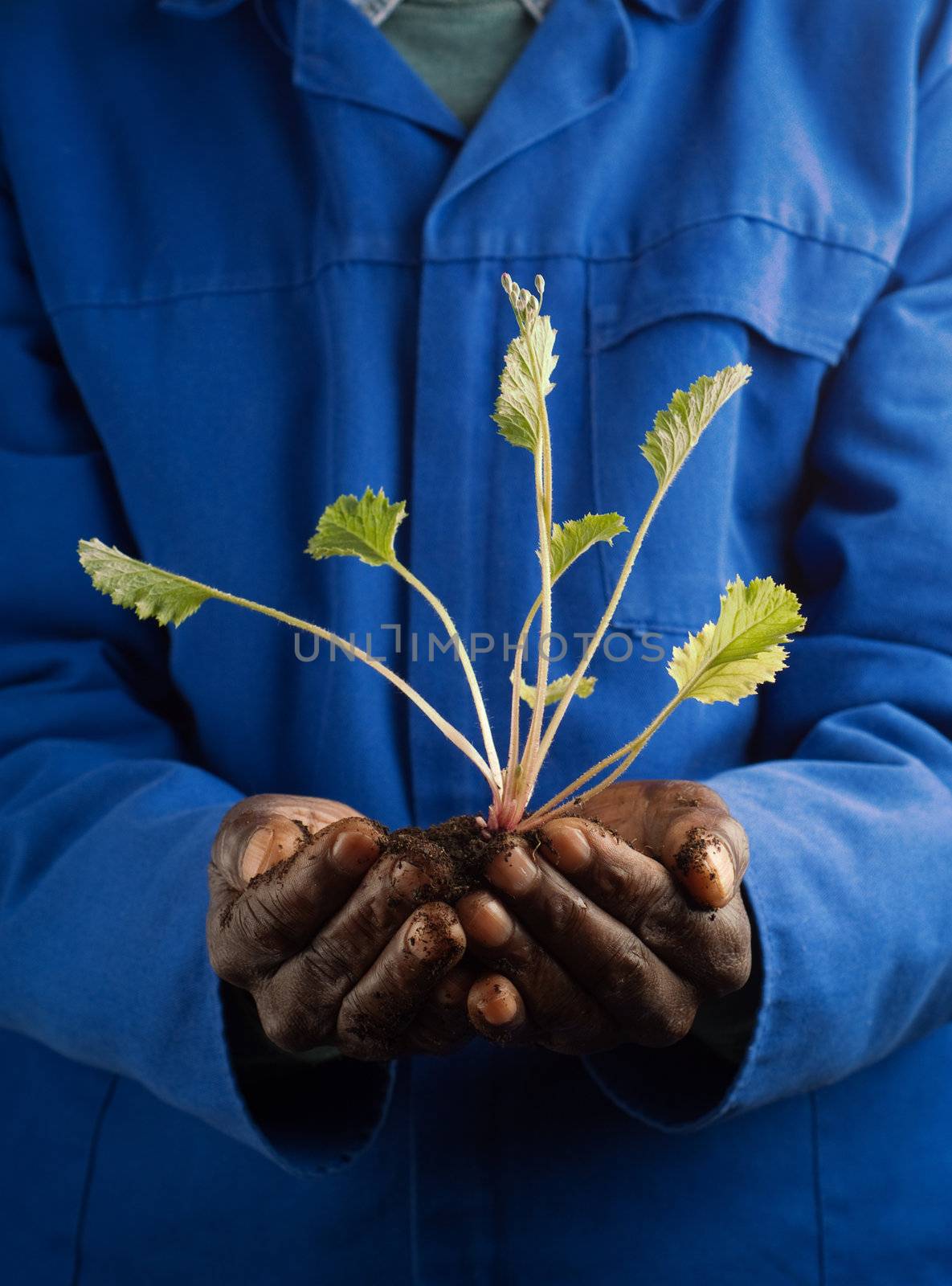 African American Farmer Holding New Plant in Hands