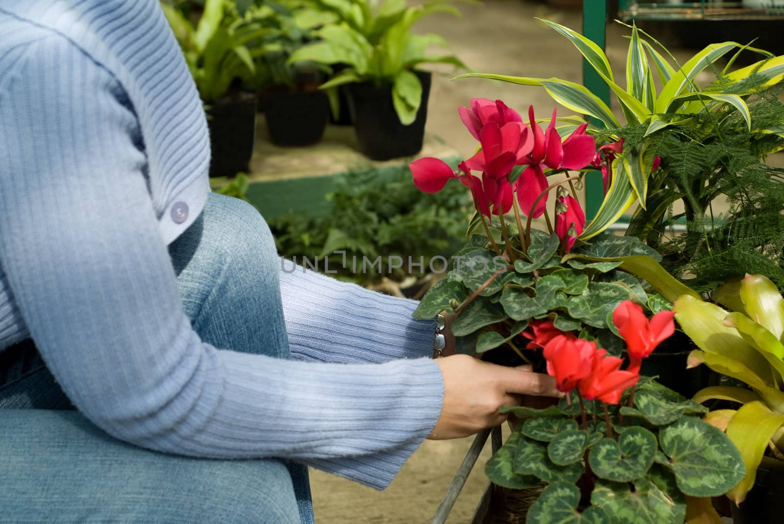 Selecting Plants in a Greenhouse at the Nursery