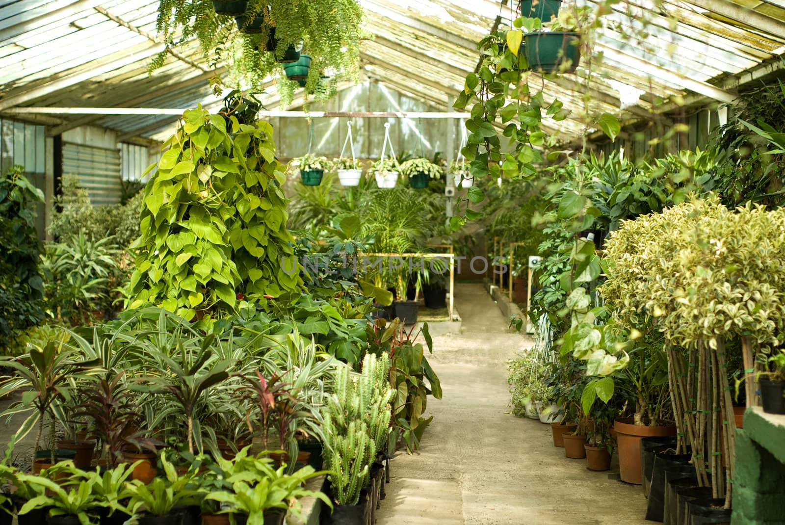 View of Greenhouse Plants at Nursery by alistaircotton