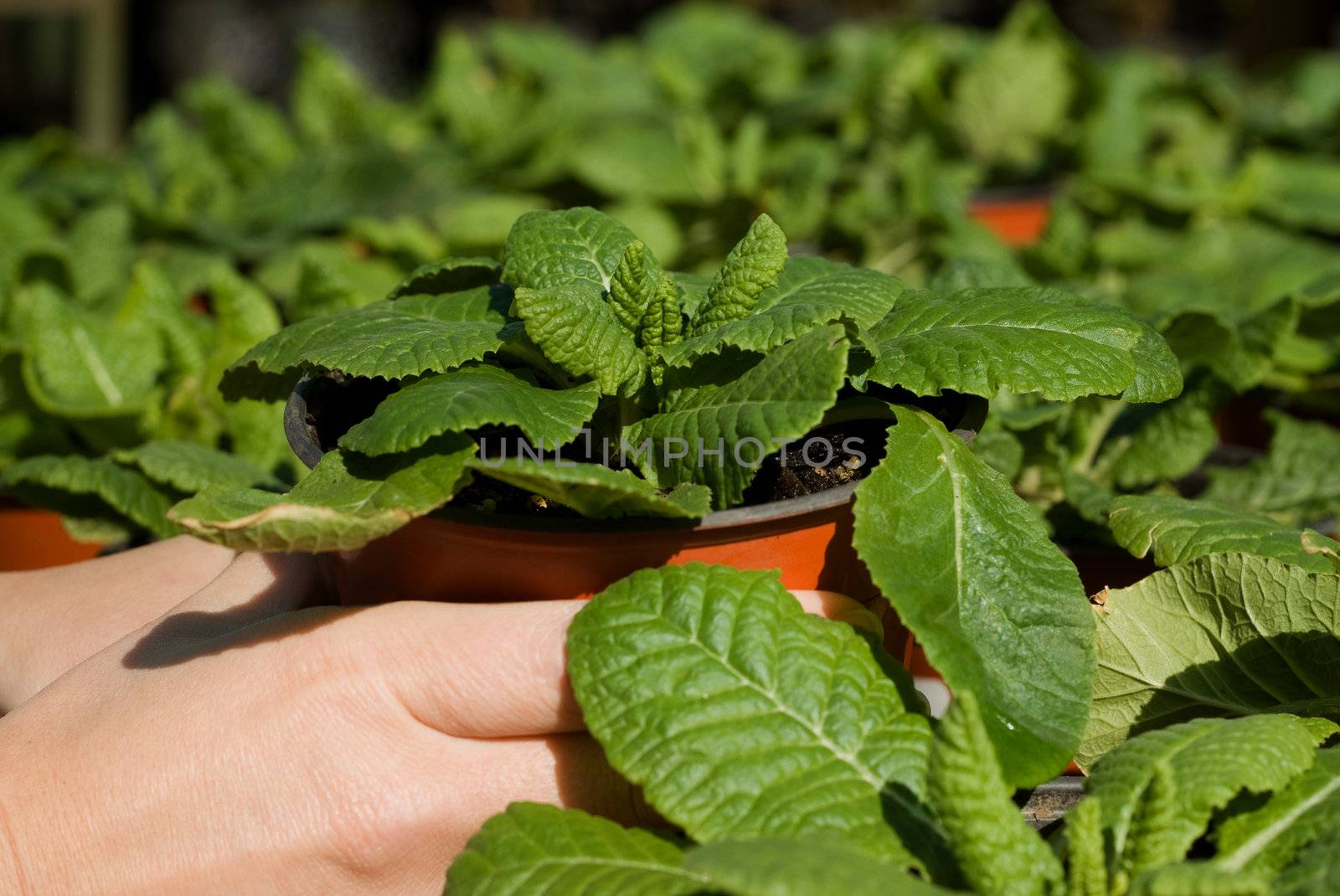 Potted Green Plants in Clay Pots