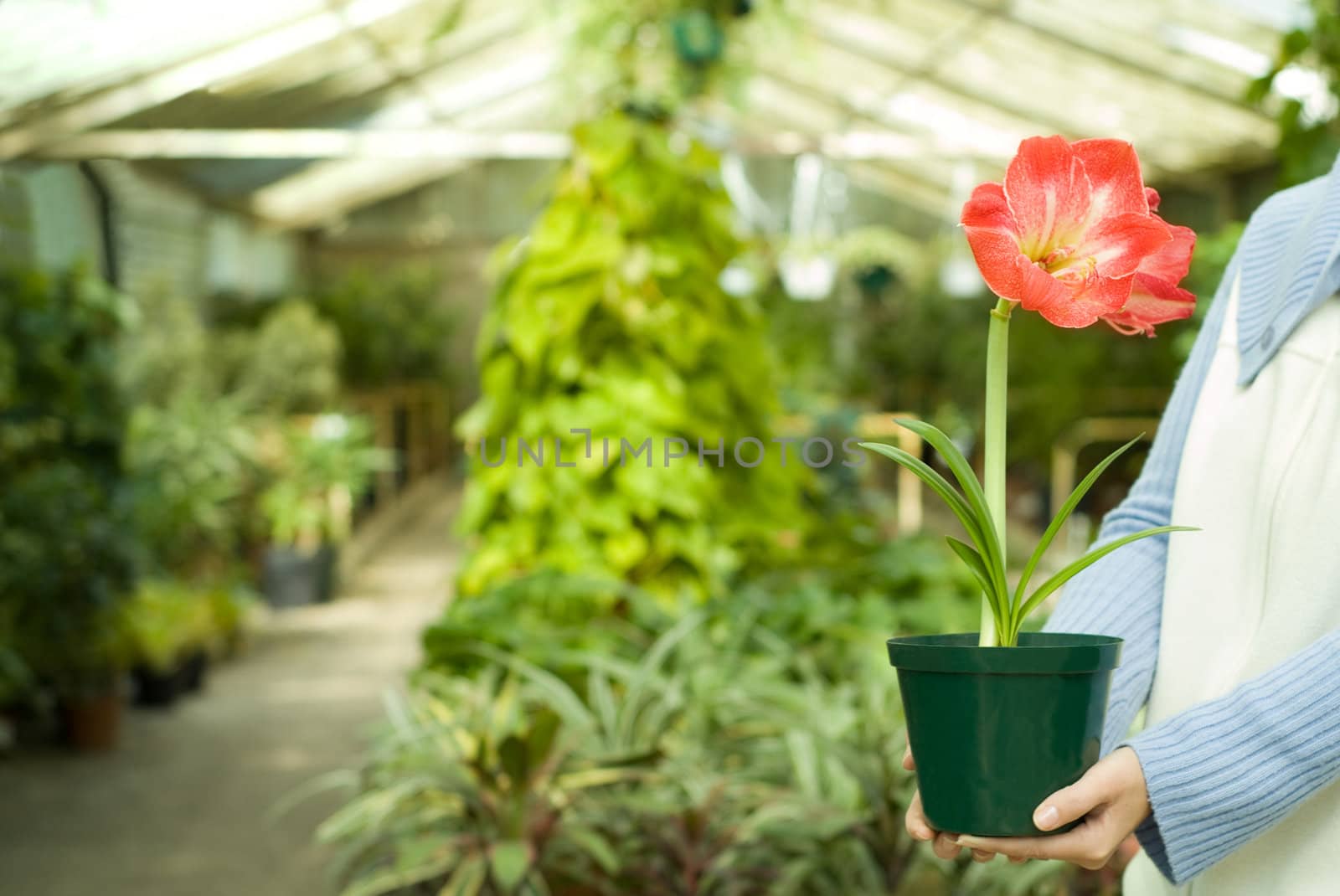 Selecting Beautifull Red Flower in a Greenhouse at the Nursery