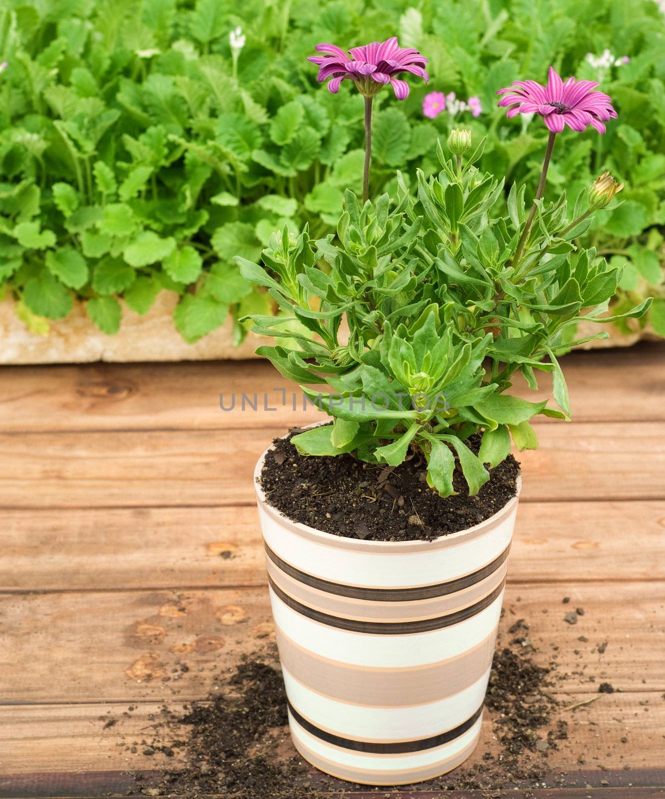 Ceramic Flower Pot Infront of Seedling Tray, Potted Purple Flower