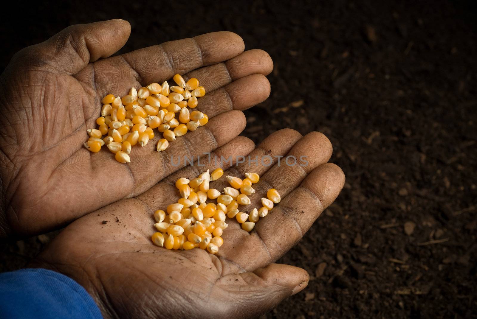 African American Hands Holding Seeds by alistaircotton