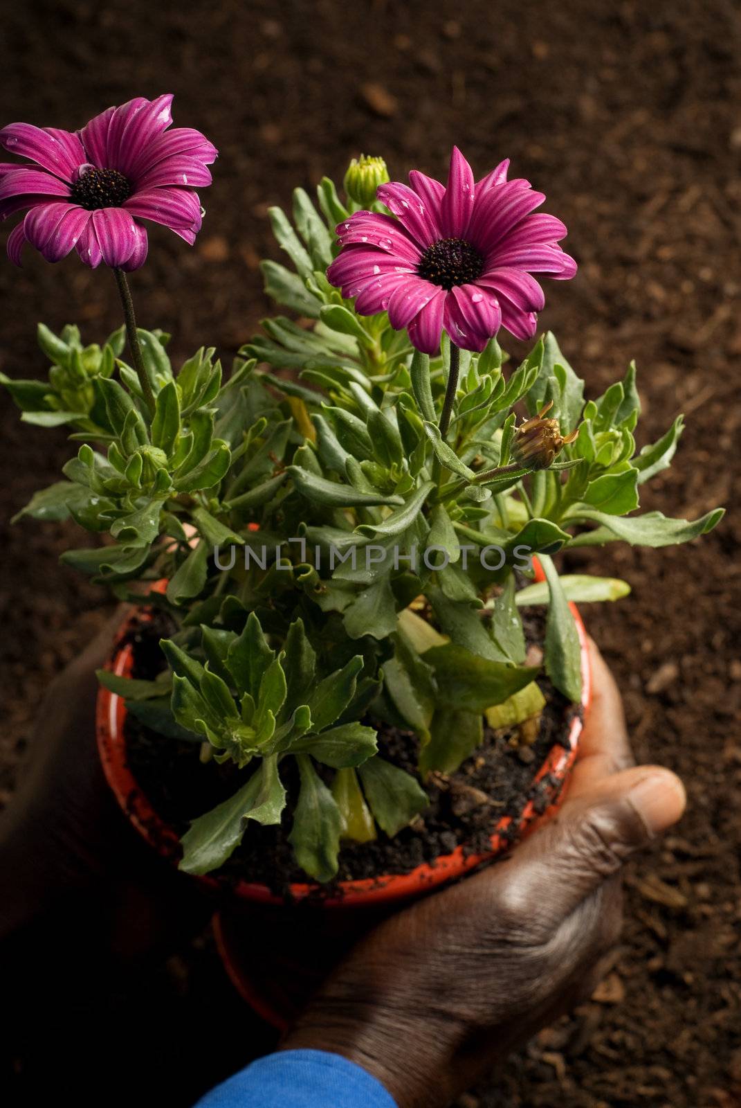 African American Hands Holding Purple Potted Flower on Soil Background