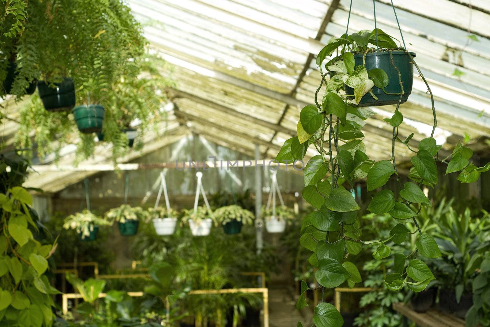 View of Variety of Nursery Plants Hanging from the Roof