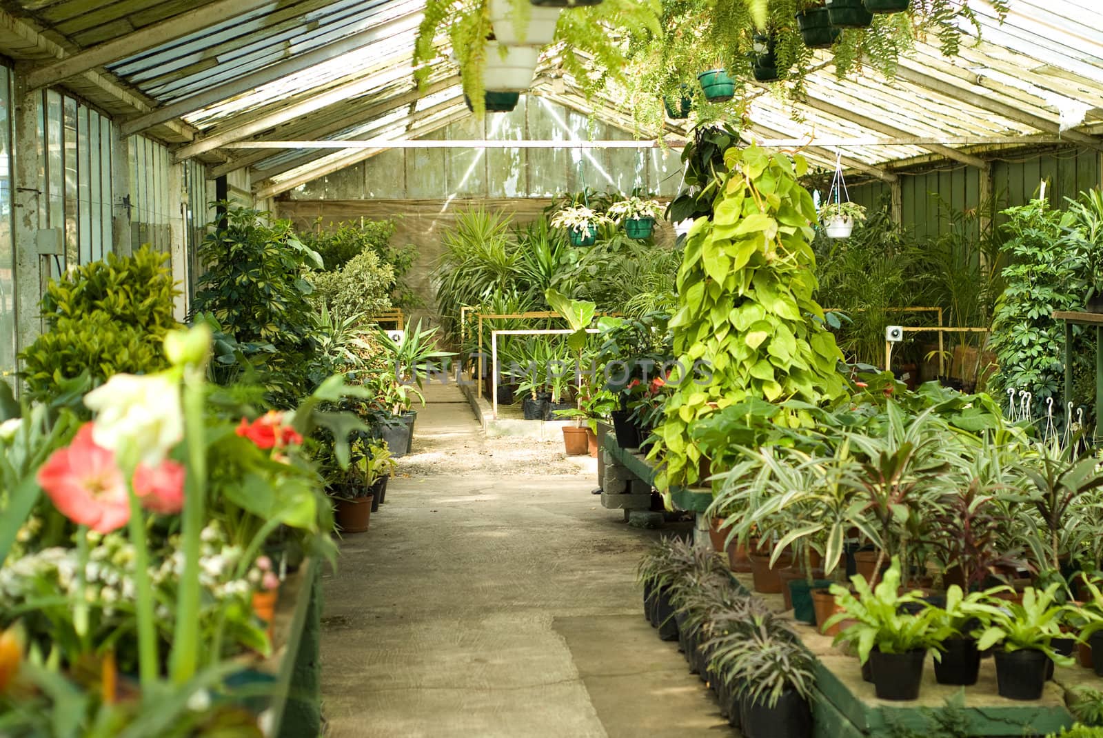 View of Greenhouse Plants at Nursery by alistaircotton