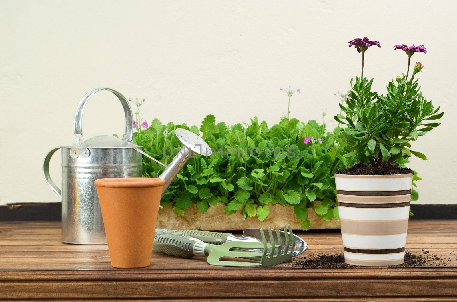 Flower Pots with Gardening Tools and Watering Can Displayed on Wooden Table