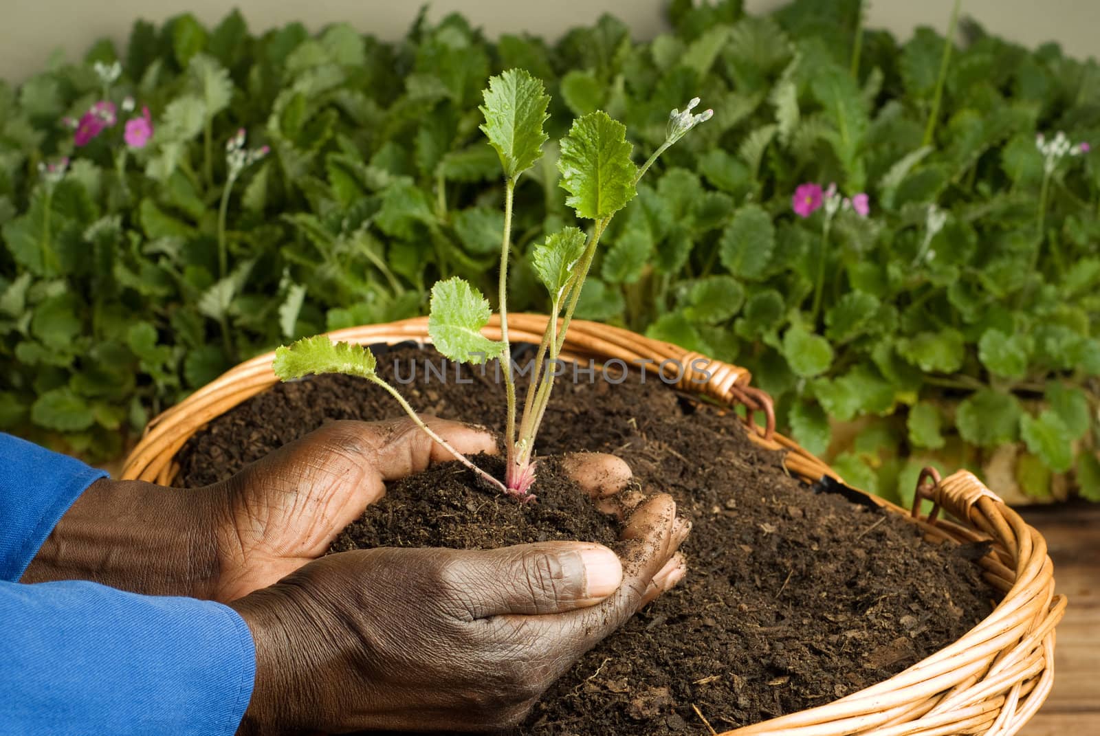 African American Gardener Planting New Plant in Basket Filled with Soil