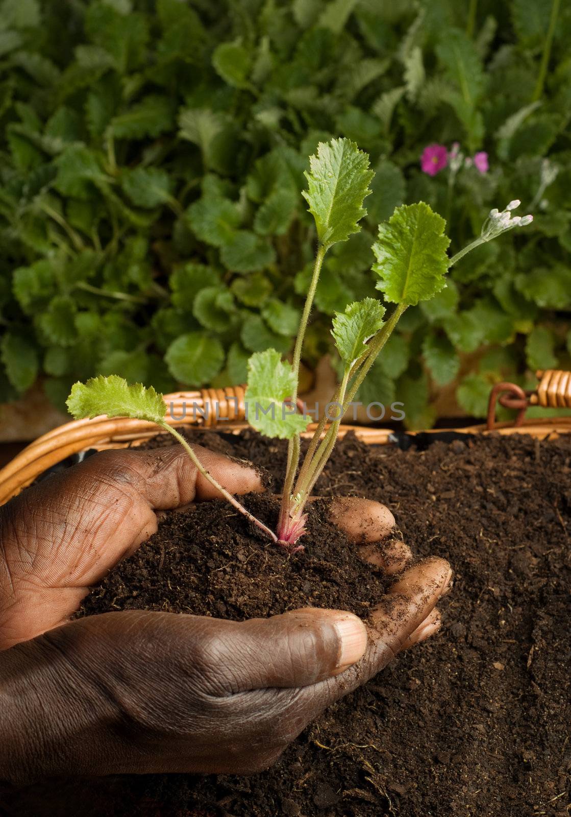 African American Gardener Planting New Plant in Basket Filled with Soil