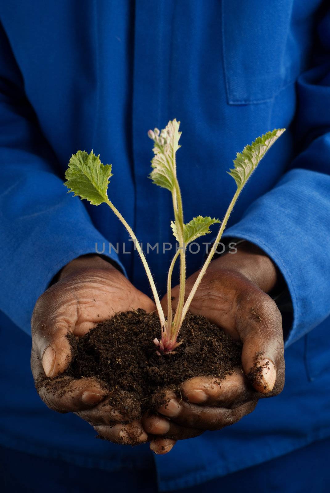 African American Farmer with New Plant by alistaircotton