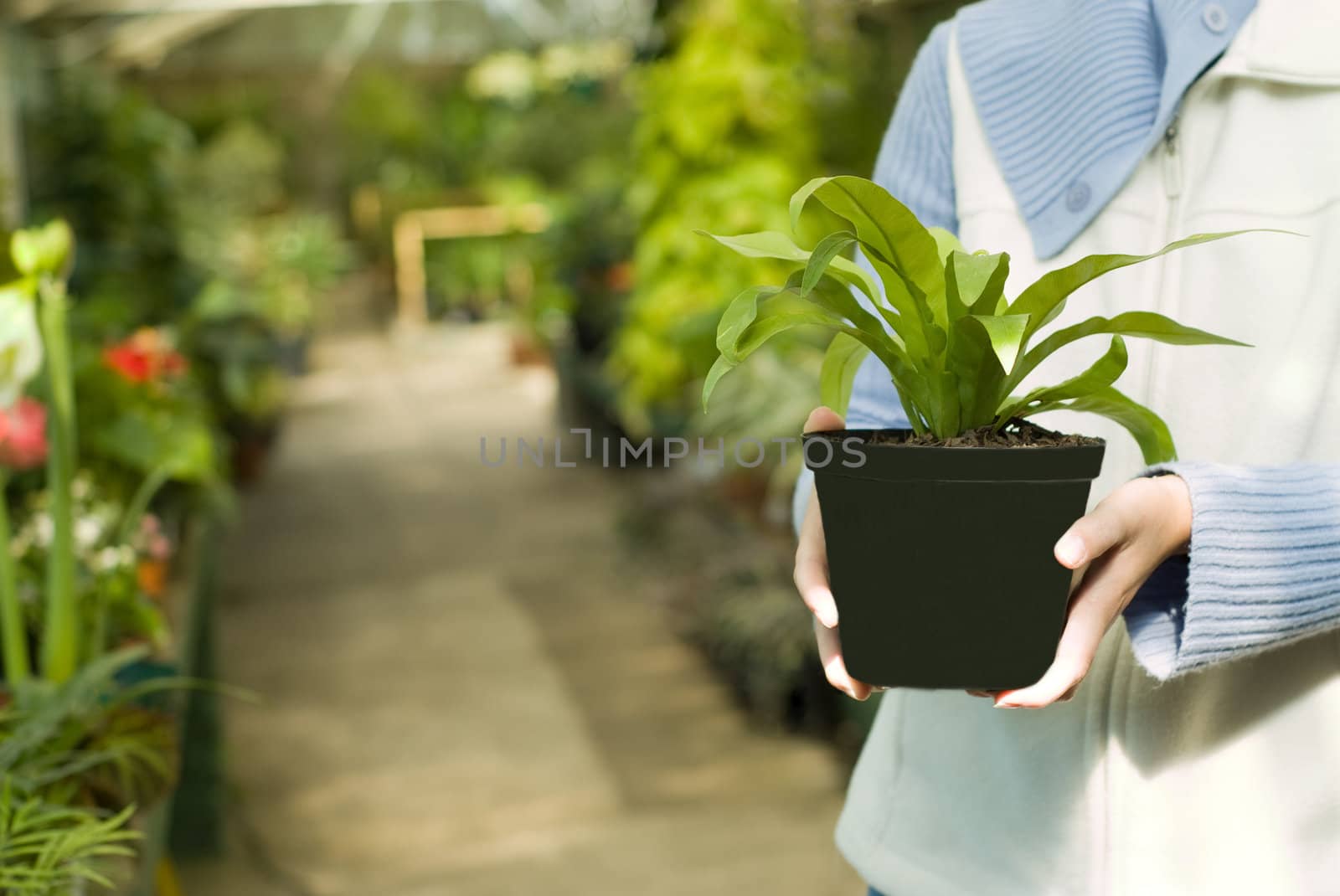 Selecting Plants in a Greenhouse at the Nursery