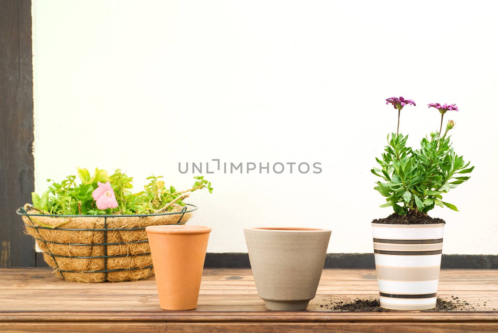 Three Flower Pots in a Row by alistaircotton