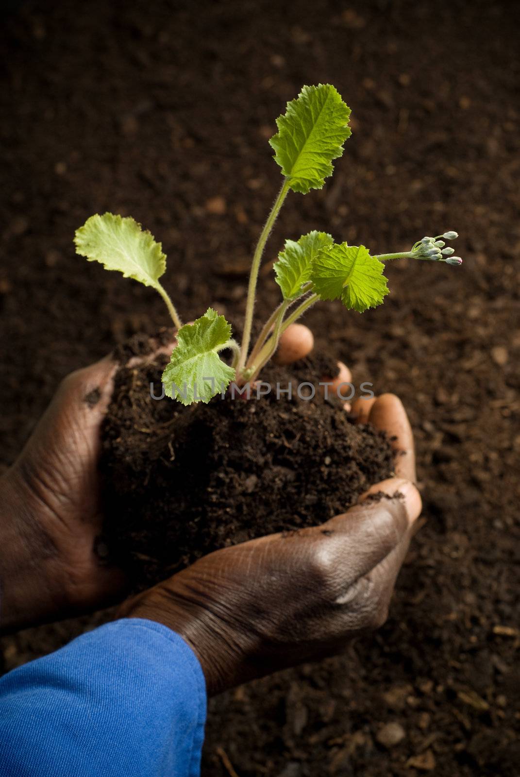 African American Farmer with New Plant by alistaircotton