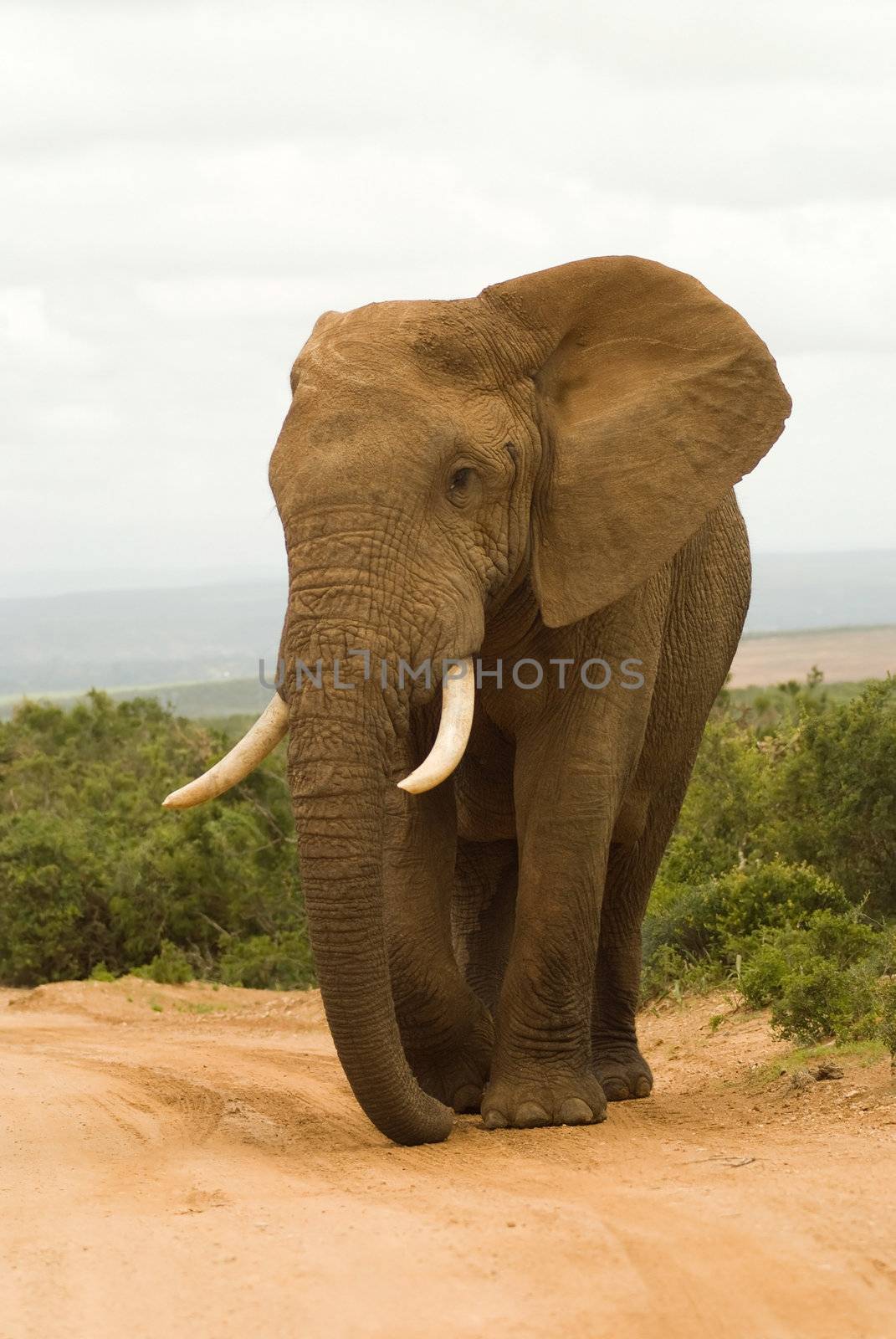 Large African bull elephant in South African national park safari