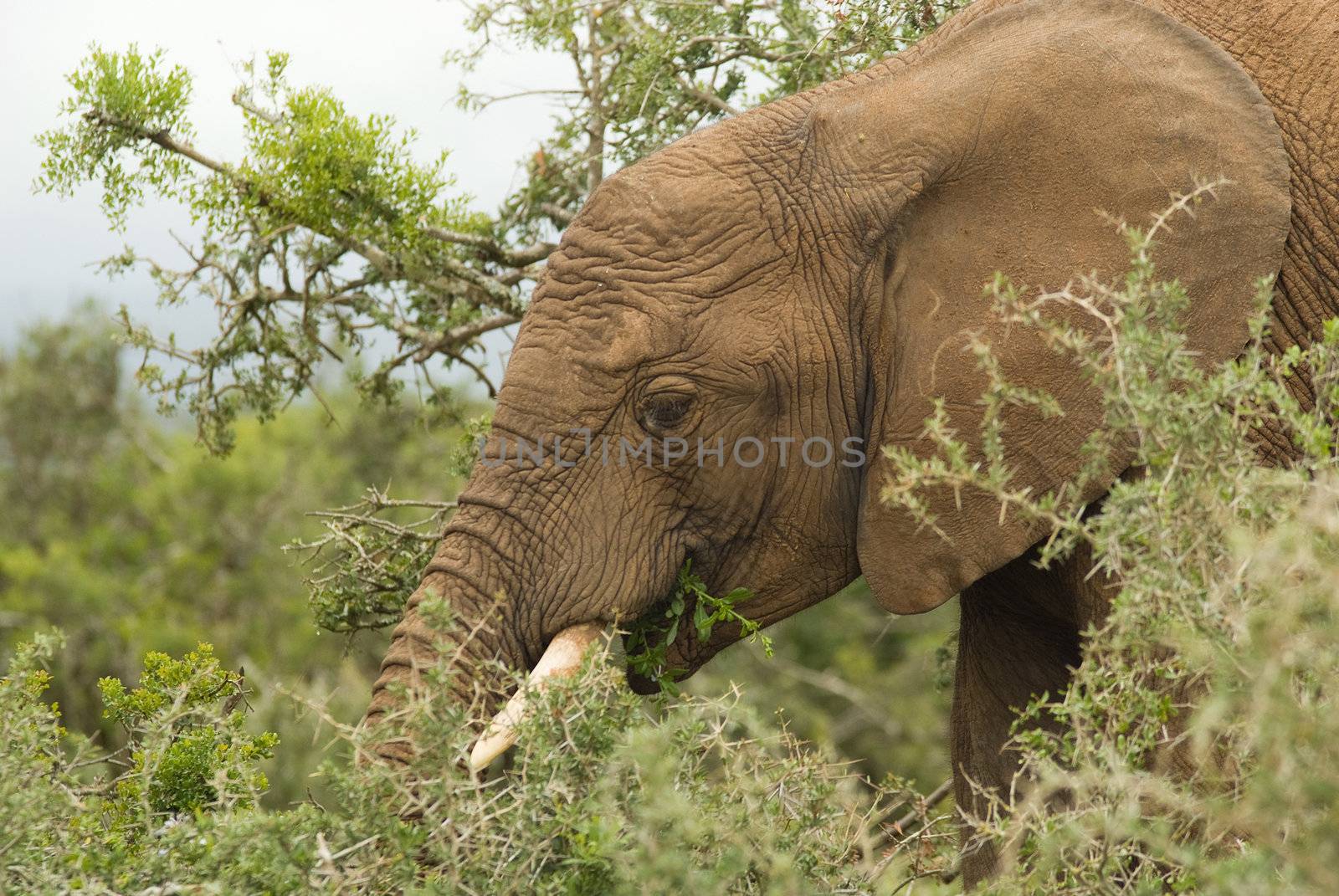 Elephant eating tree leave in South African national park safari