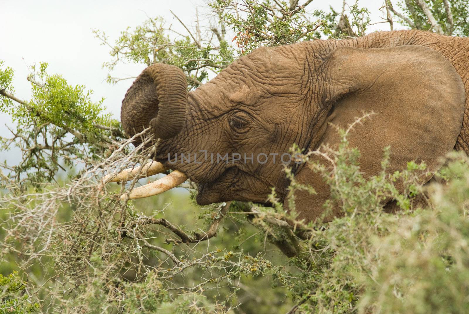 Elephant eating tree leave in South African national park safari