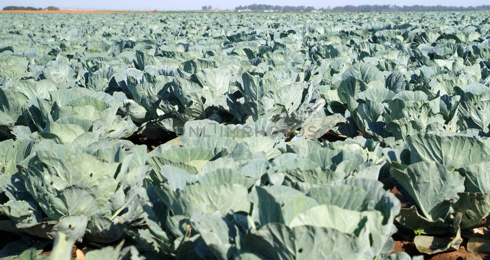 Cabbages growing in rural farm field