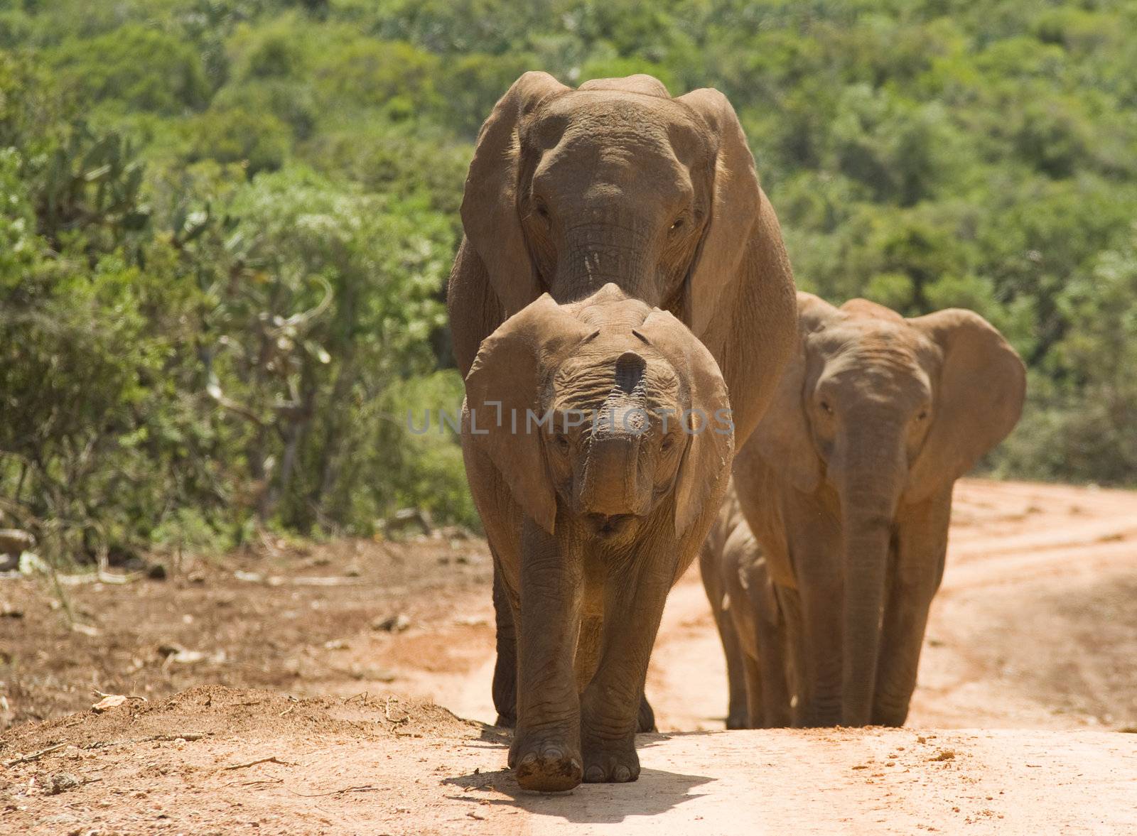 African elephants by alistaircotton
