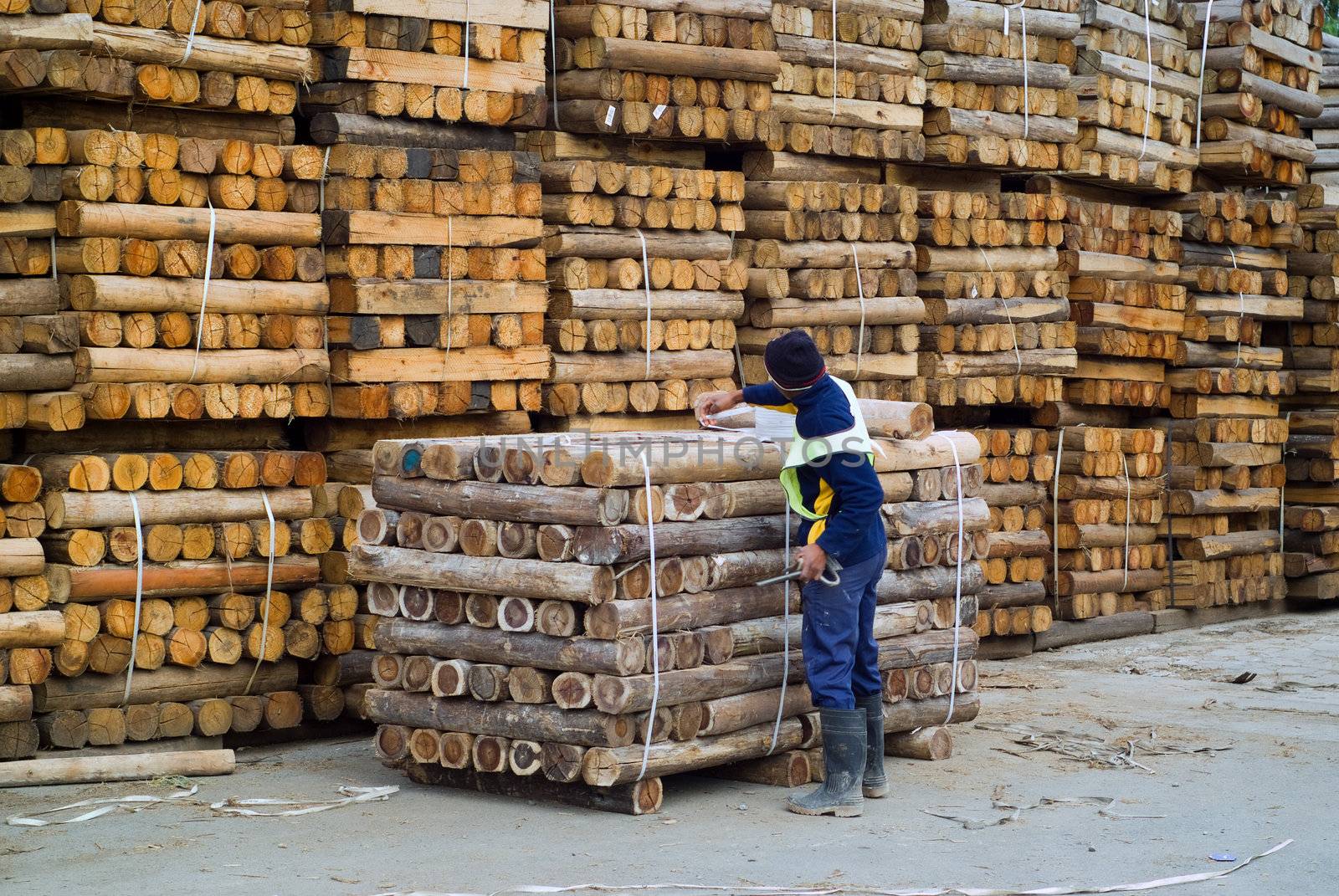 Factory or industry worker, employee stacking timber for shipping