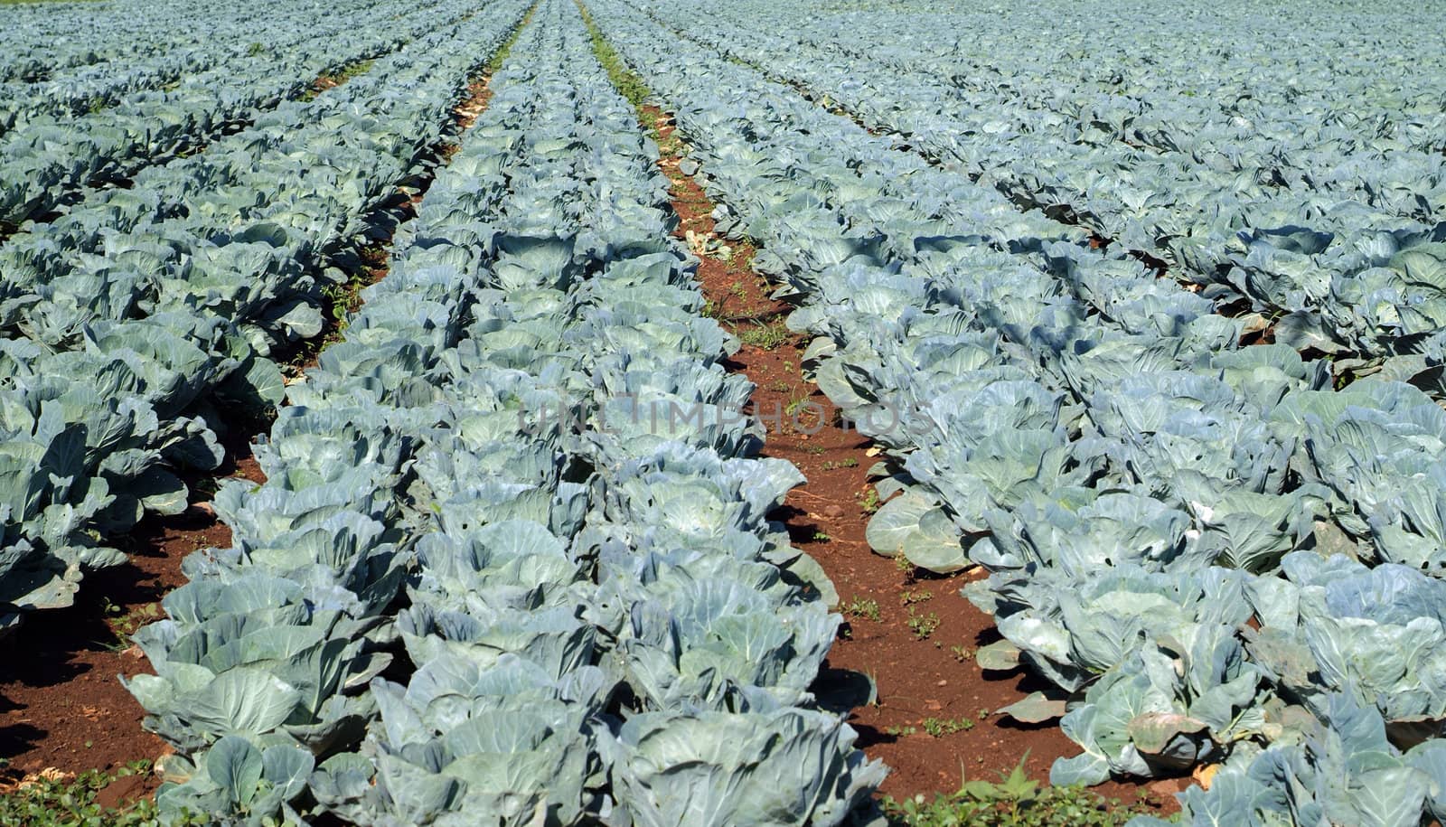 Rows of cabbages growing in rural farm field