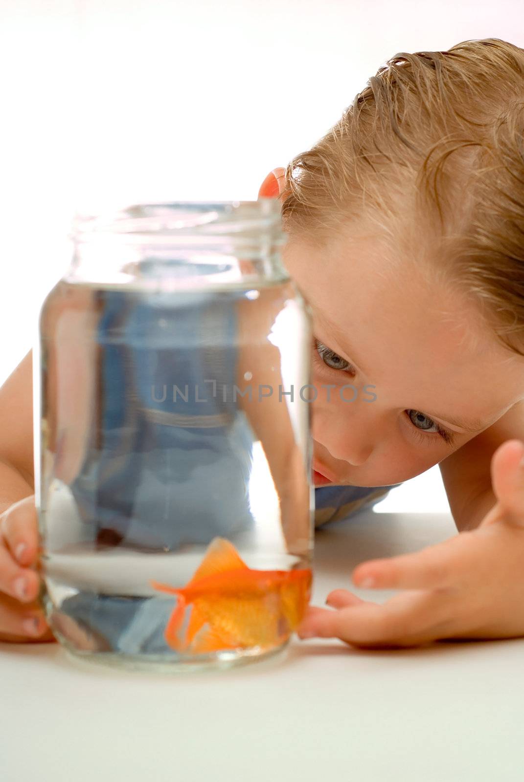 Curious young boy toddler looking and learning about goldfish in jar of water