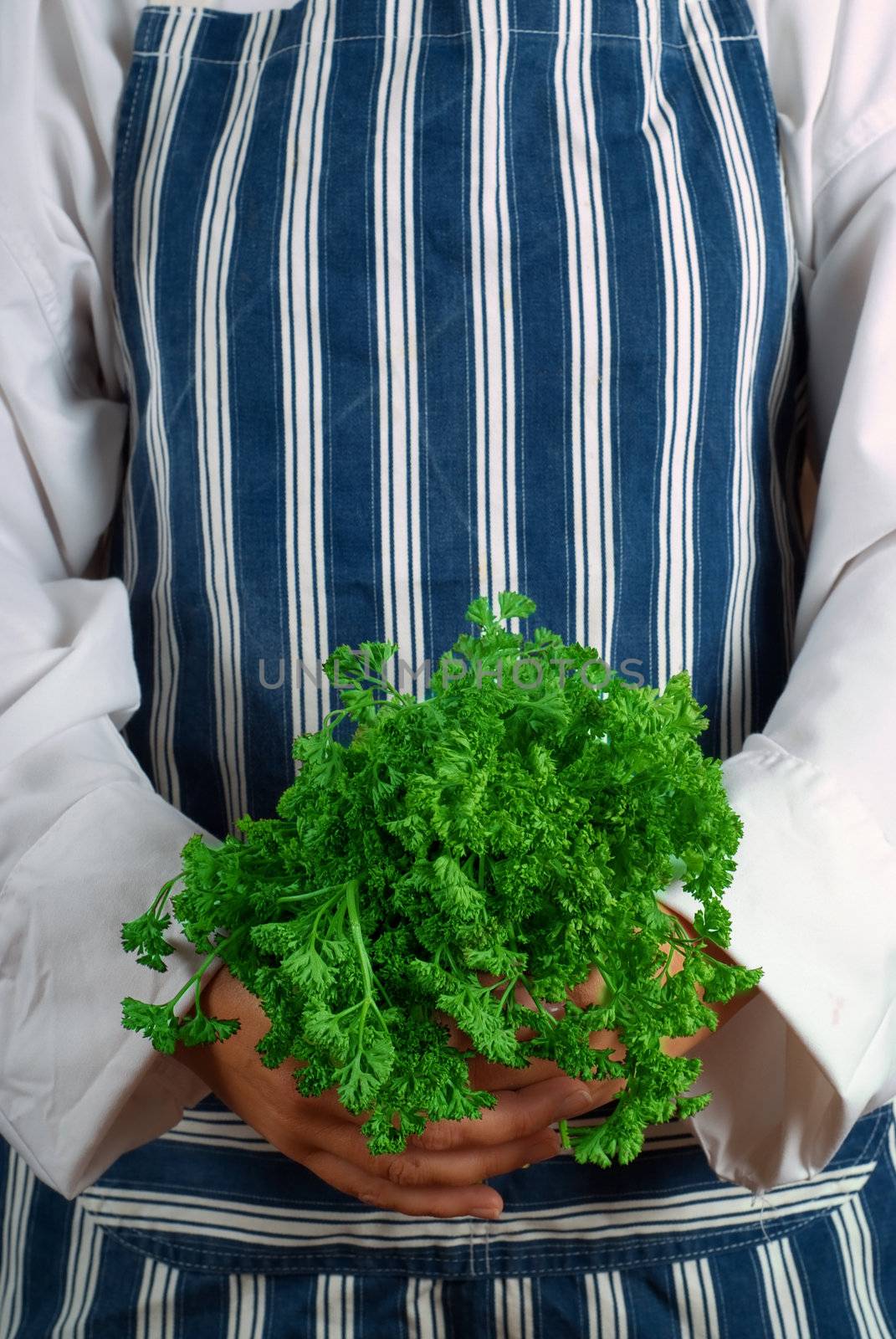 Woman cook or chef holding green parsley in her hands