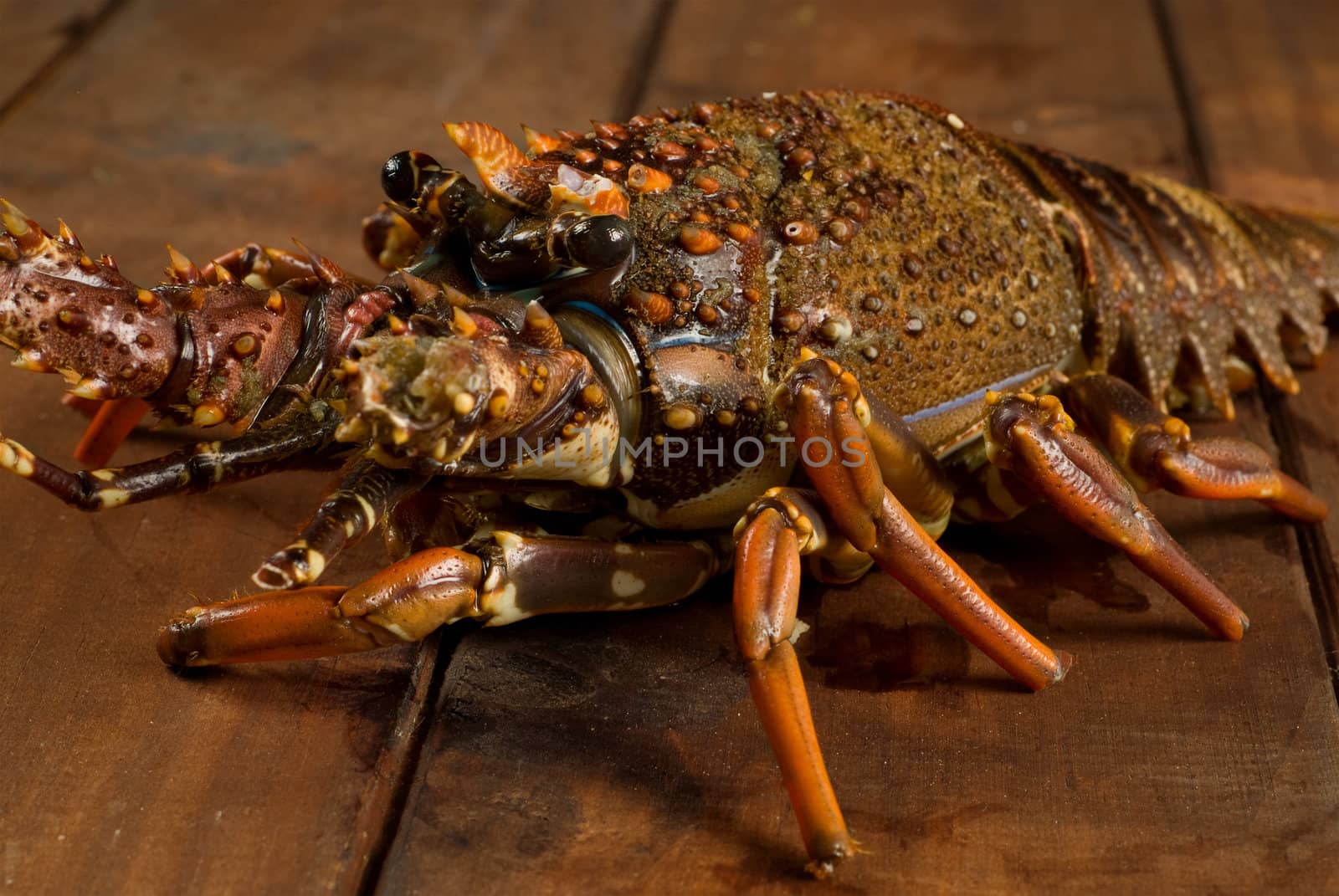 Fresh crayfish on wooden table