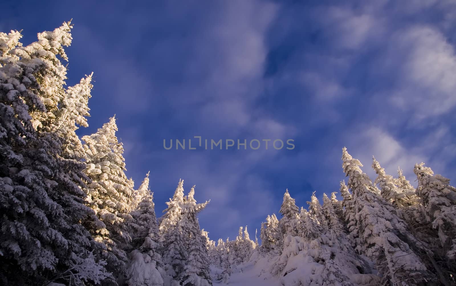 beautiful winter landscape with place for writting