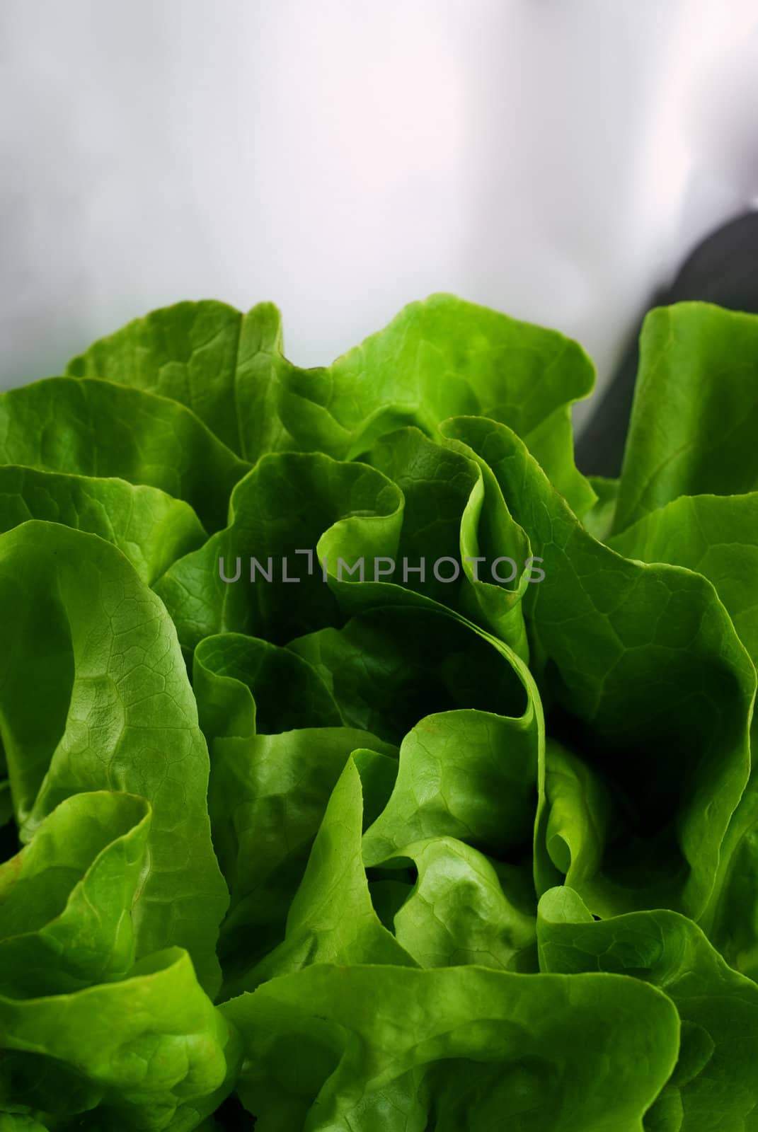 Chef Holding Fresh Butter Lettuce by alistaircotton