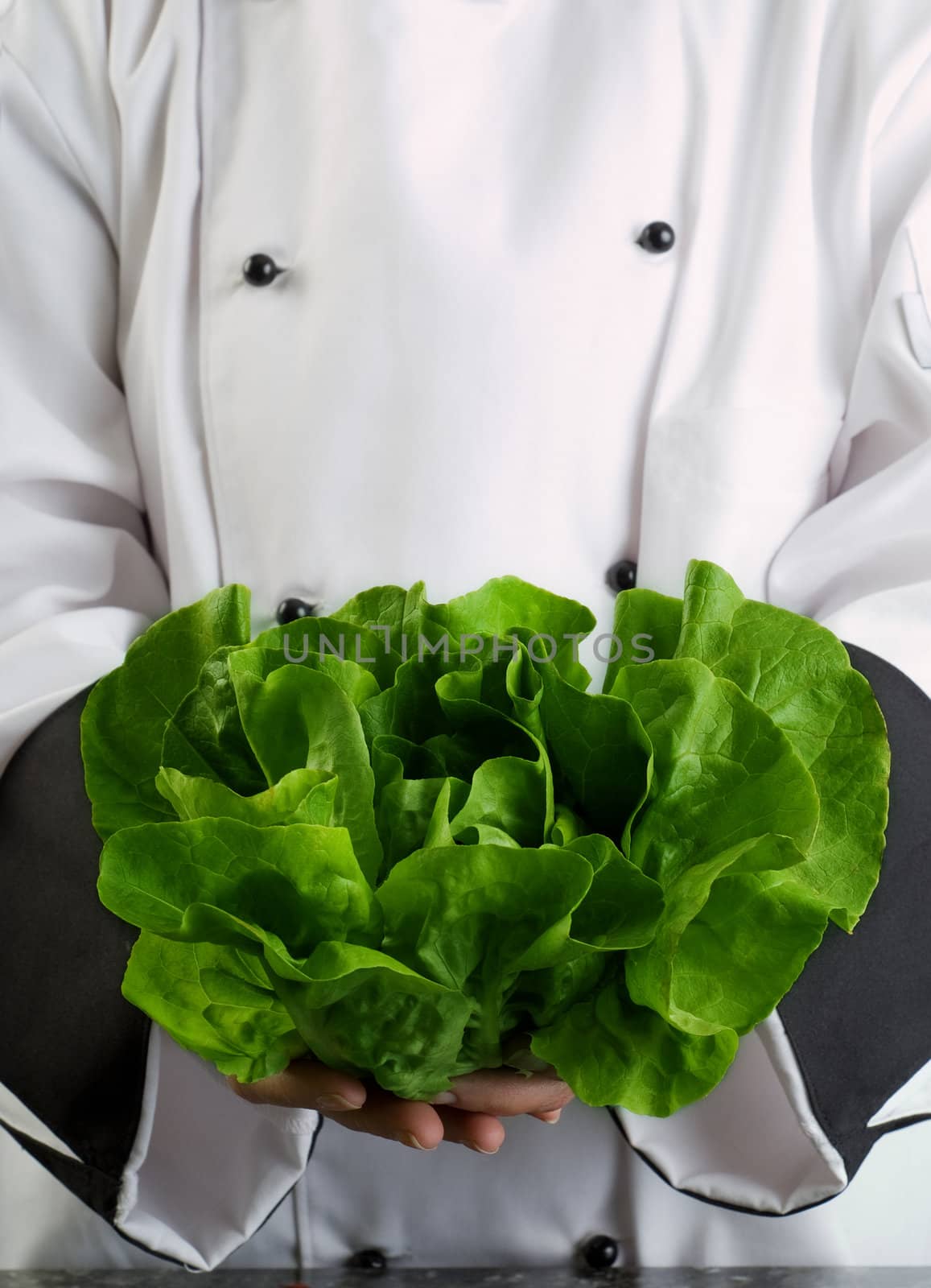 Chef Holding Fresh Butter Lettuce by alistaircotton