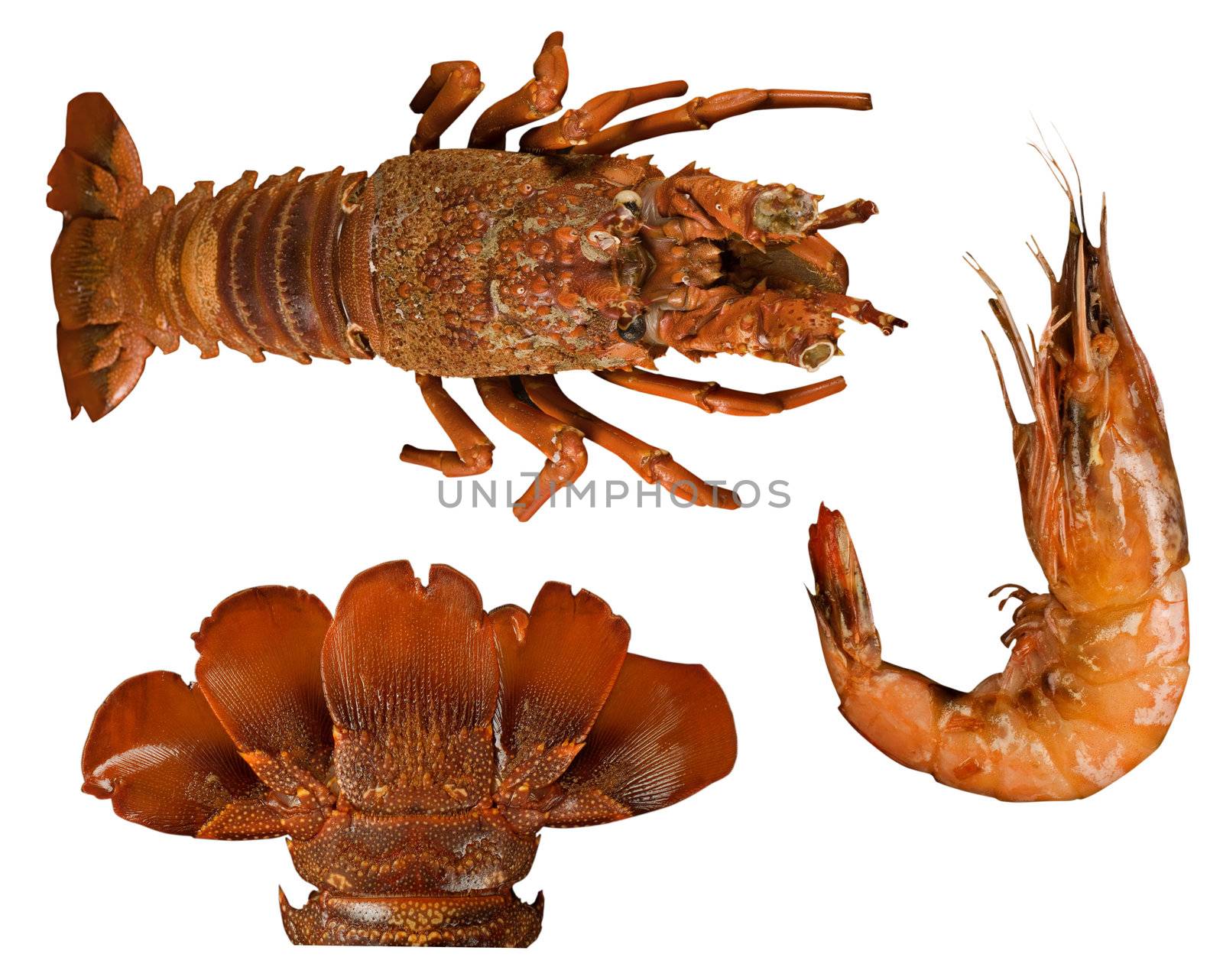 Crayfish or lobster tail on wooden table