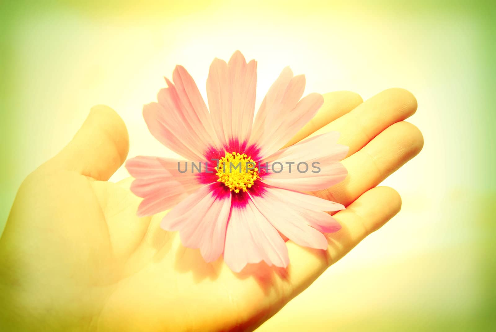 I offer my friendship, hand extended with a flower