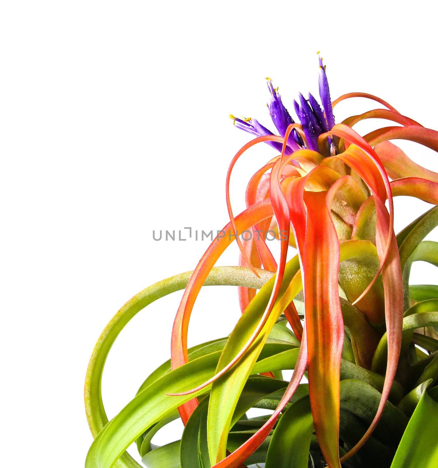 Tillandsia by Myimagine