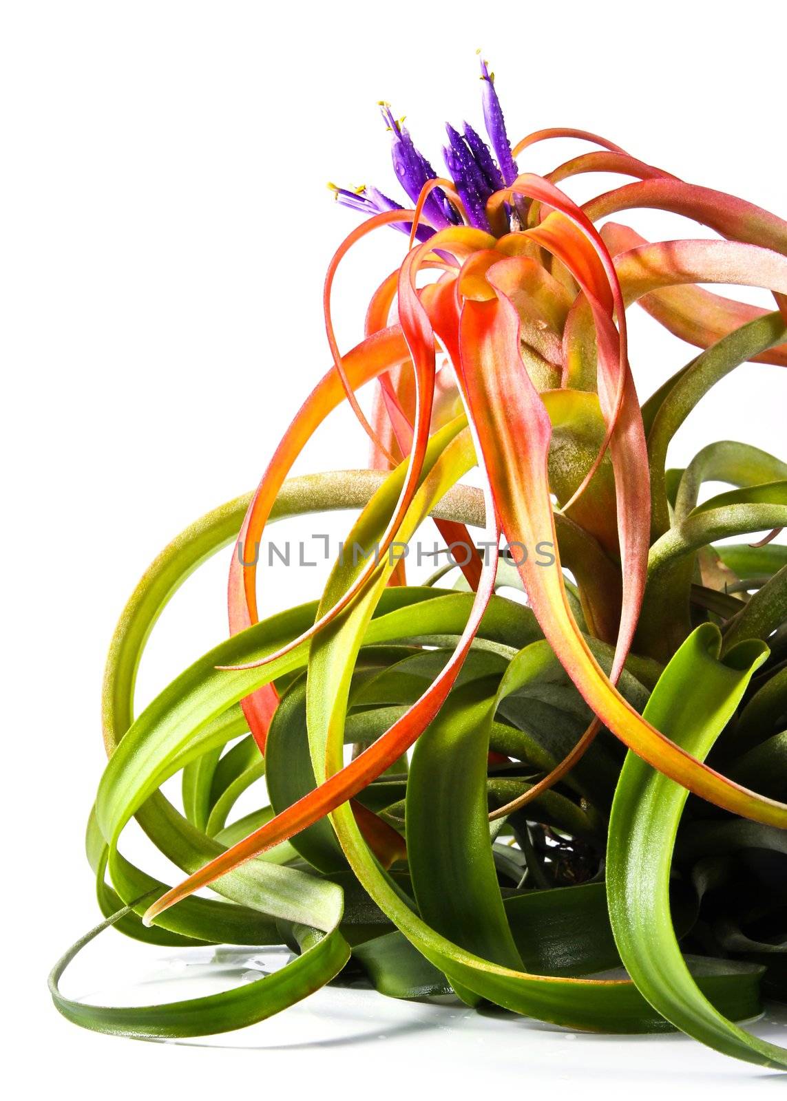 Tillandsia by Myimagine