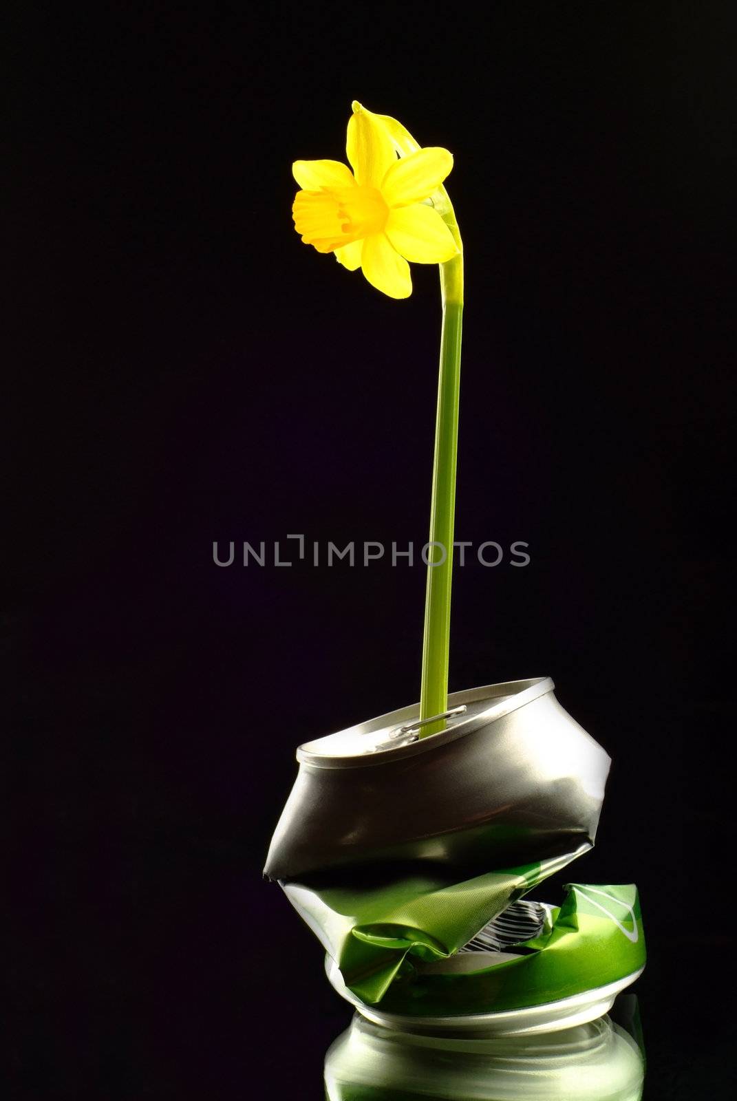 New Flower Growing in Crushed Can by alistaircotton