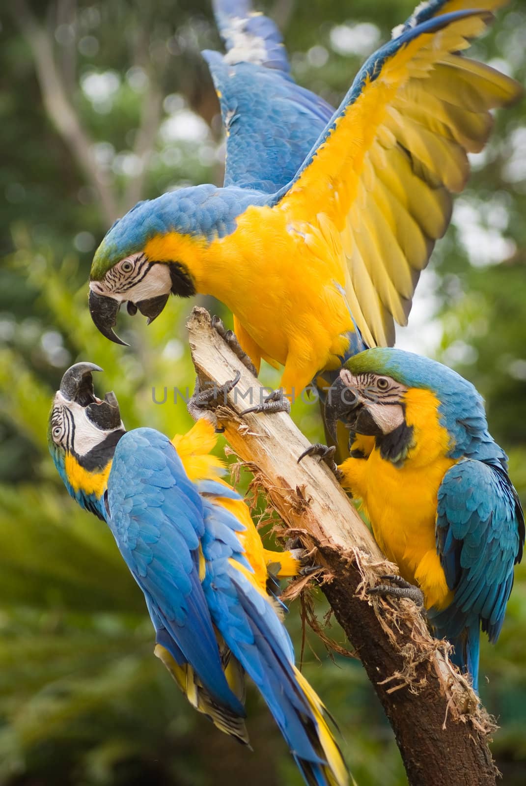 Three blue and yellow macaw fighting and competing for perch