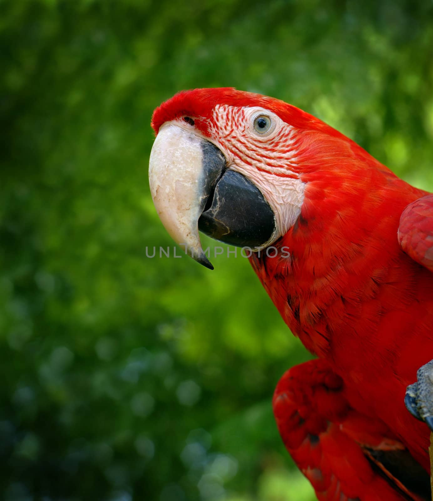 Green wing macaw parrot by alistaircotton