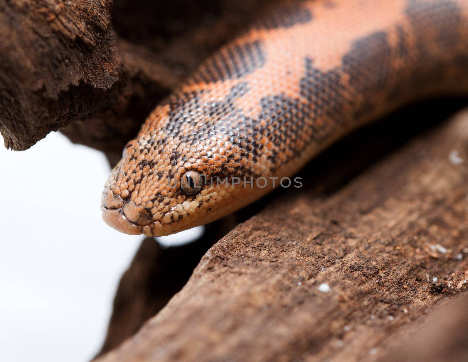 Kenyan Sand Boa (Eryx colubrinus) 