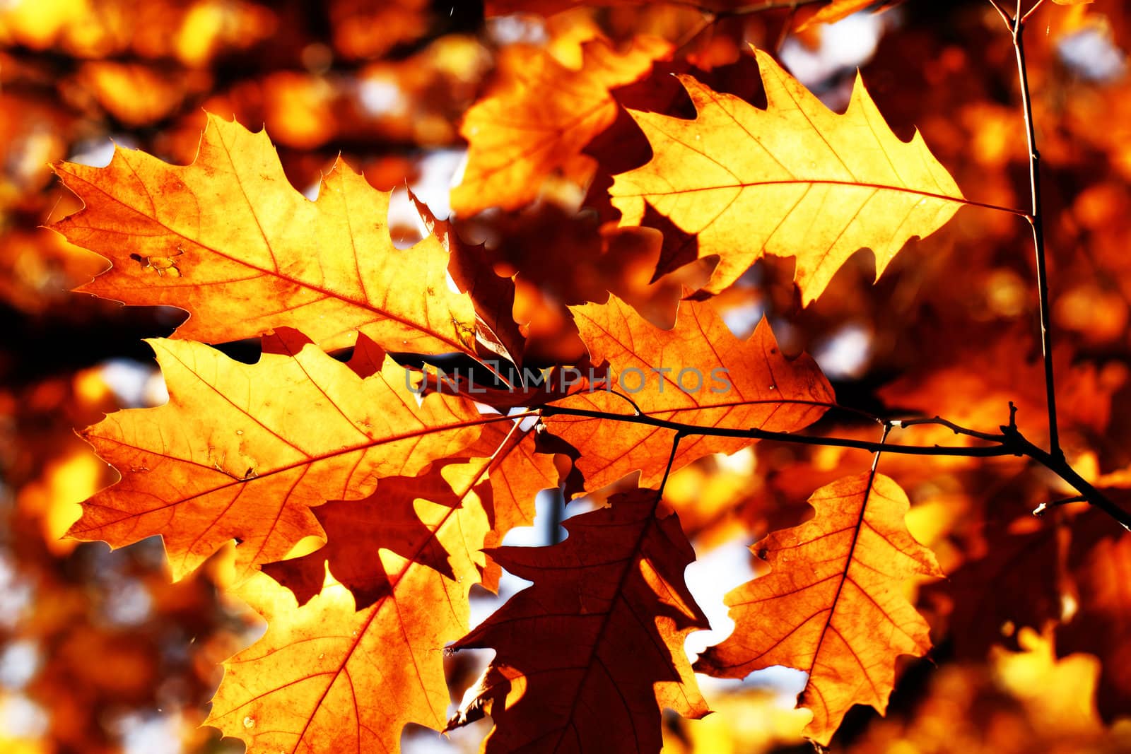 Autumn maple leaves background