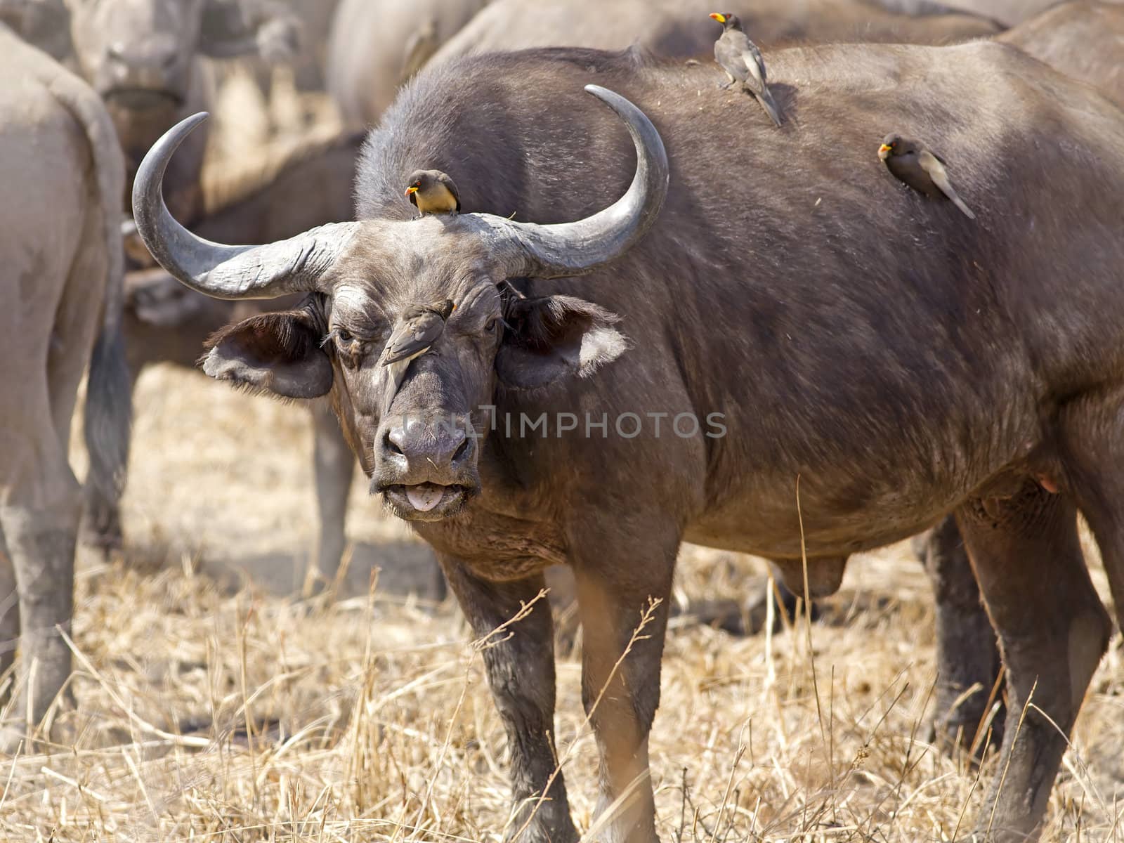 Wild African Buffalo with yellow-billed oxpecker in the Savannah