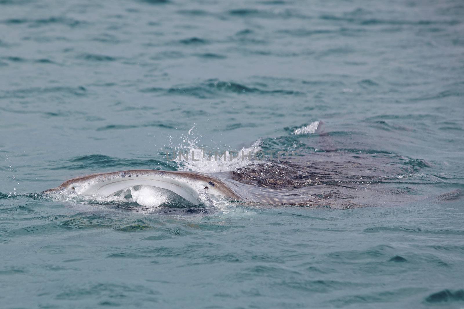 Whale Shark in low visibility water full of plankton