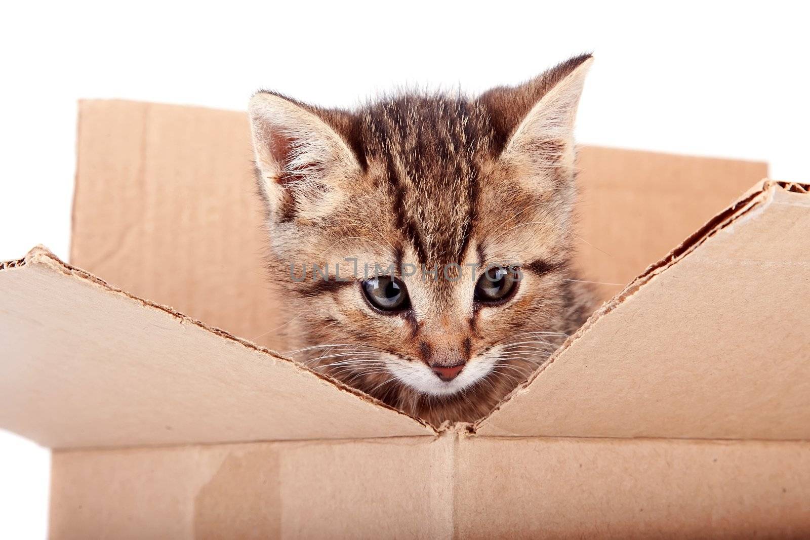 Portrait of a kitten in a box on a white background