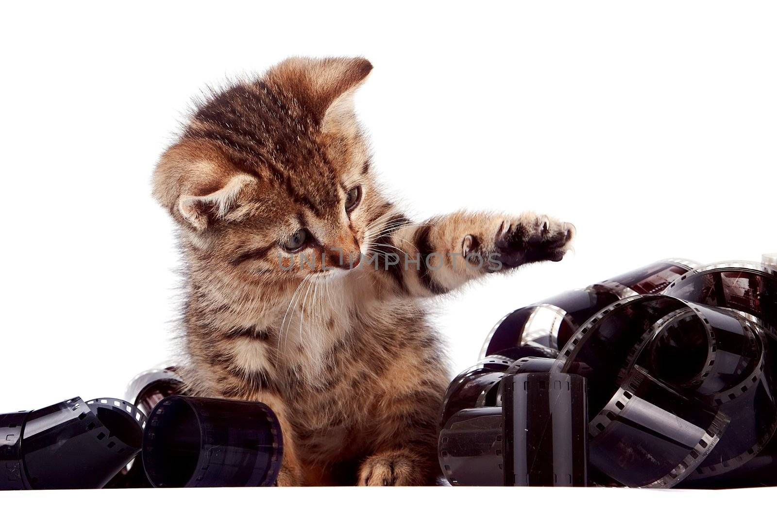 The striped kitten plays with a film on a white background