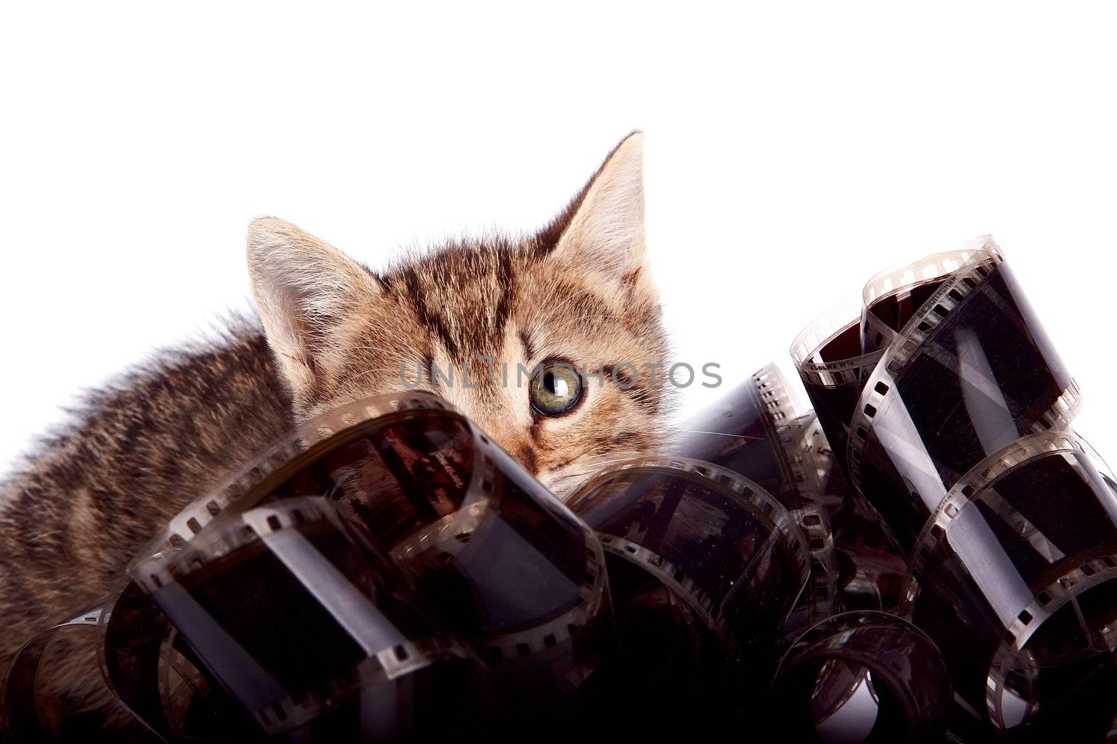 The striped kitten hides behind a film on a white background