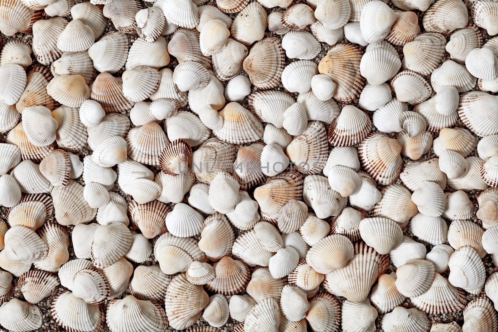 Natural seashells background. A lot of shells on sandy beach