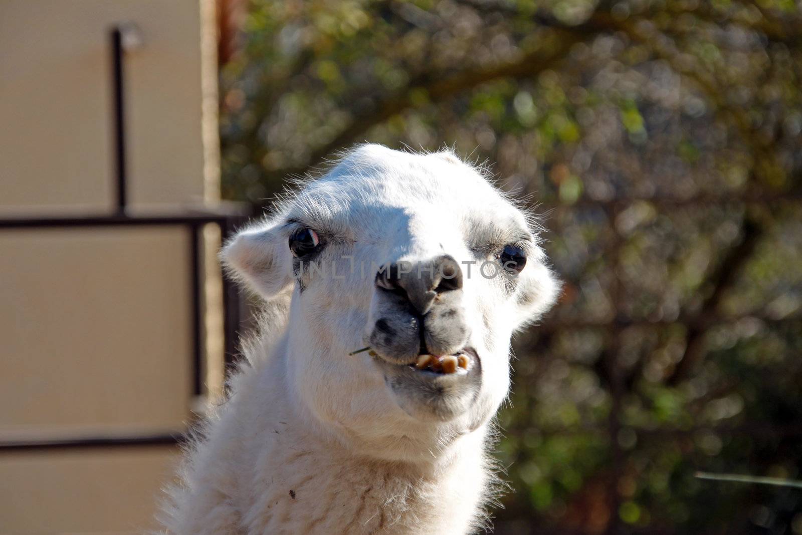 A llama is chewing on its breakfast straw.