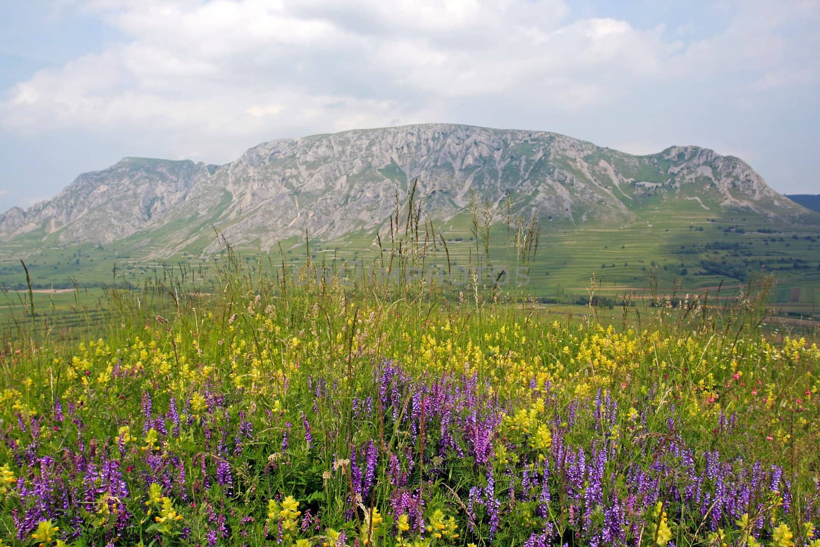 A spring meadow with a rocky mountain in the background