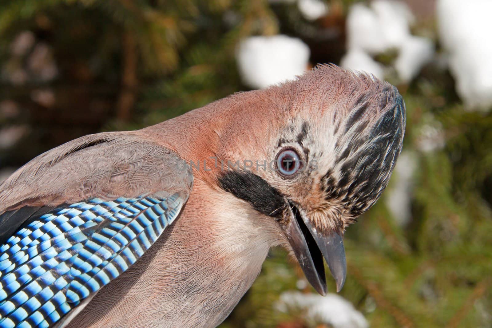 Close-up of an Eurasian Jay (Garrulus glandarius) on a pine tree in winter